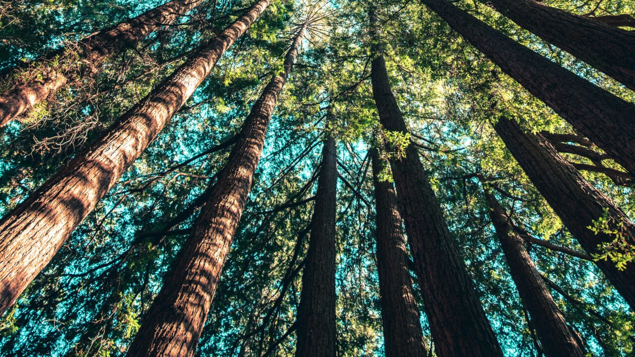 Towering redwood trees viewed from below, vibrant green canopy against blue sky.