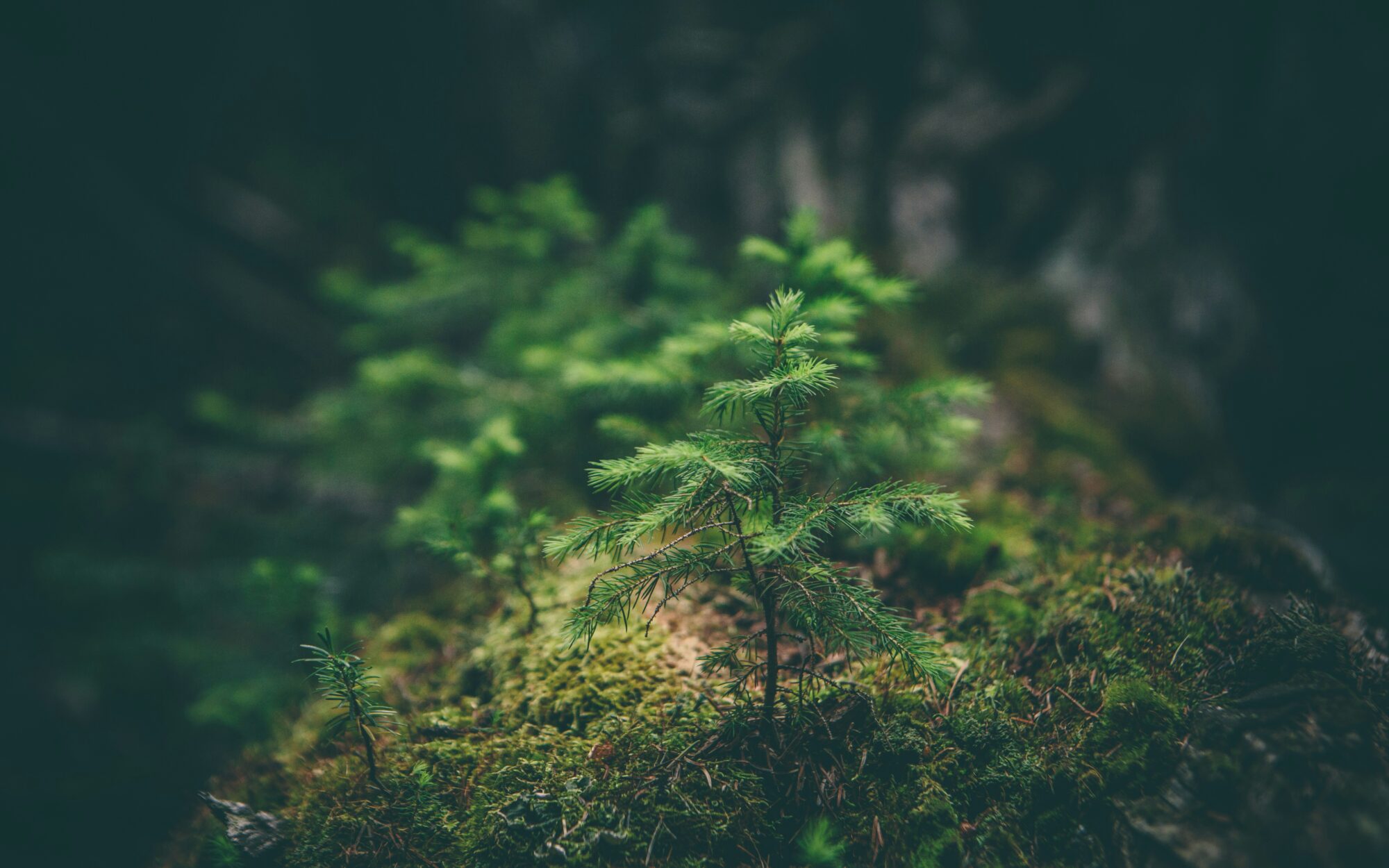 Young evergreen tree growing amidst lush green moss