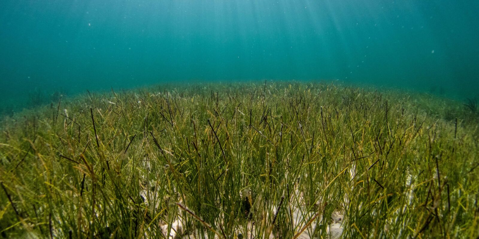 Sample – Biscayne Bay Seagrass Restoration