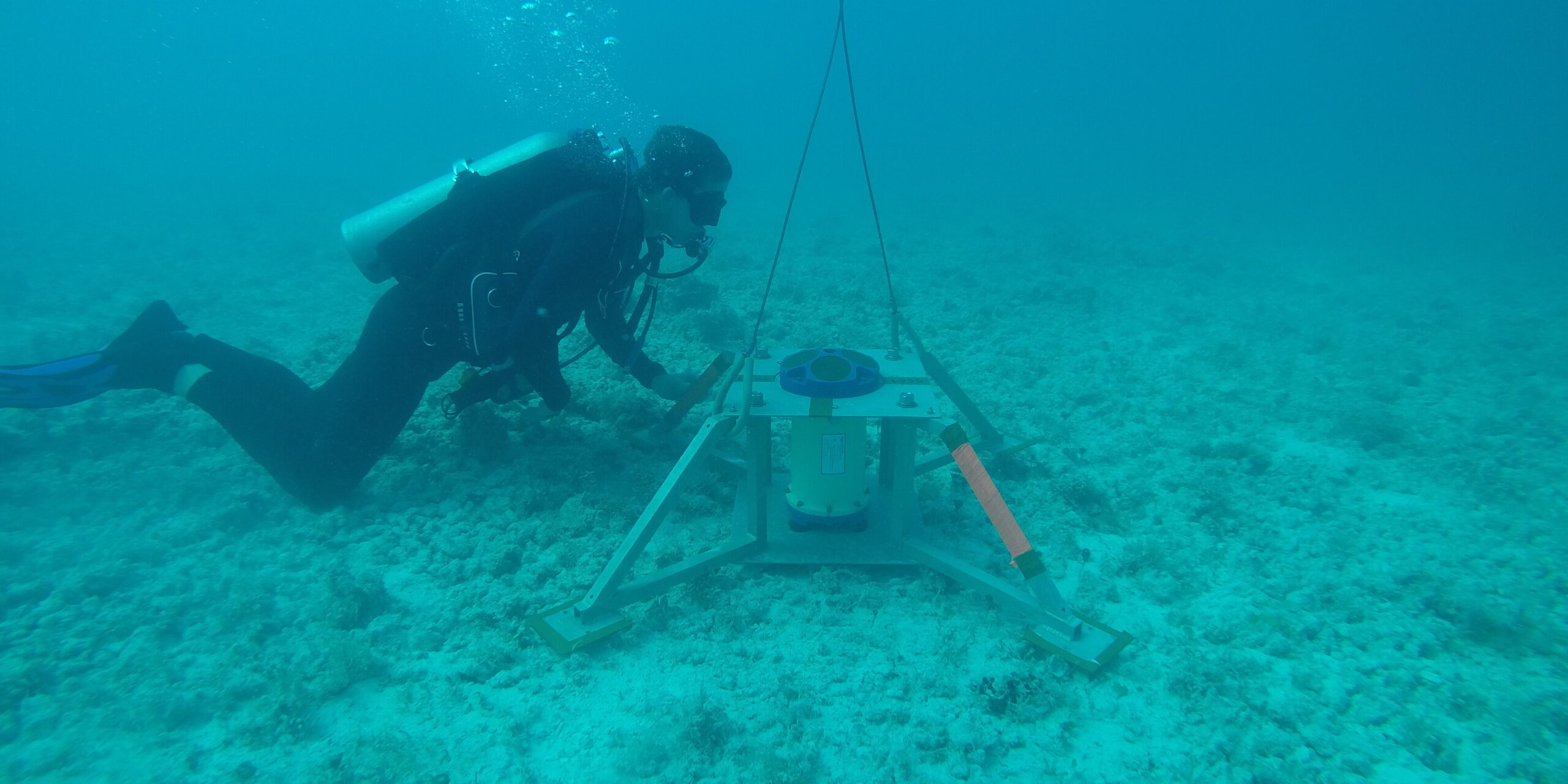 Diver surveying seagrass and coral
